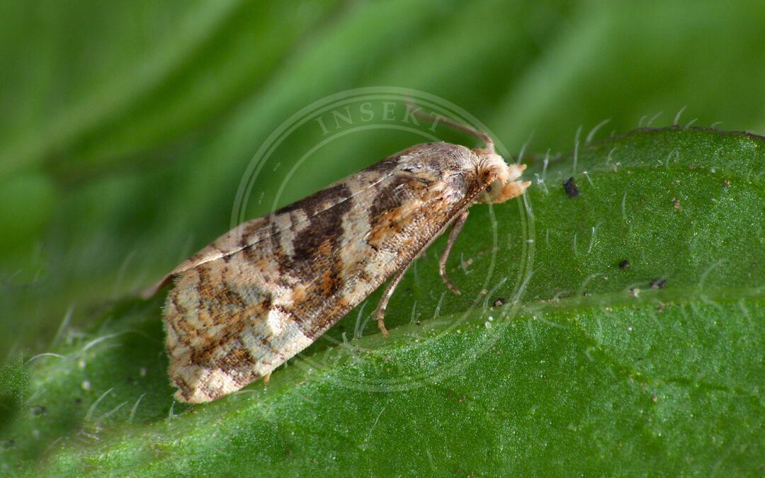 Her ses et billede af arten Skebladvikler (Gynnidomorpha alismana). Fotoet er taget af Patrick Clement og hentet fra Wikimedia Commons (CC BY 2.0).