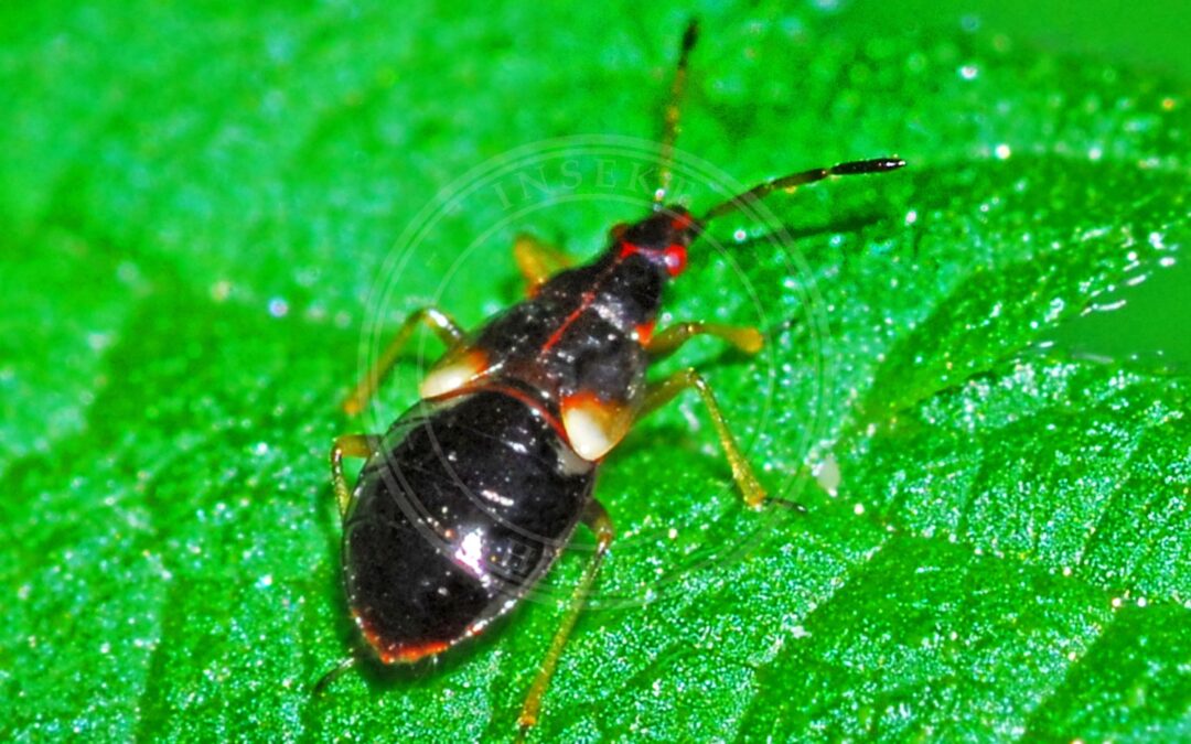 Her ses et billede af arten Skinnende Bladlustæge (Anthocoris nemorum). Fotoet er taget af Hectonichus og hentet fra Wikimedia Commons (CC BY-SA 4.0).