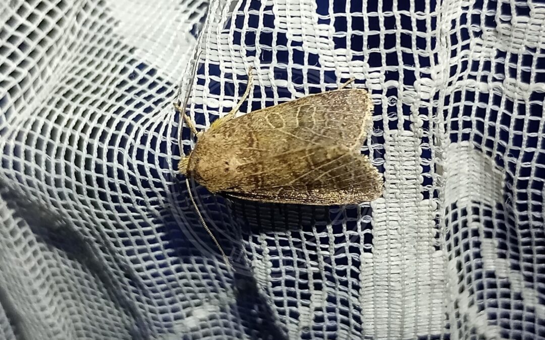 Her ses et billede af arten Skinnende Jordfarveugle (Agrochola nitida). Fotoet er taget af mnauky og hentet fra iNaturalist (CC BY).