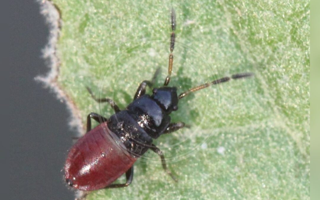 Her ses et billede af arten Skinnende Klitfrøtæge (Megalonotus praetextatus). Fotoet er taget af Slimguy og hentet fra Wikimedia Commons (CC BY 4.0).