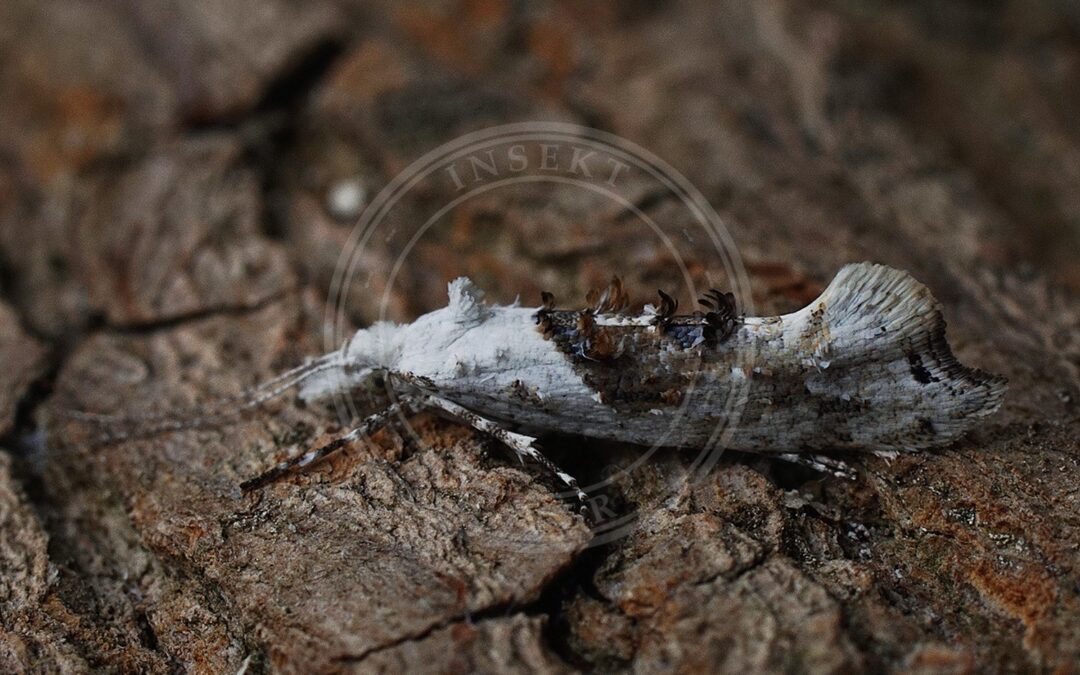 Her ses et billede af arten Skovæblemøl (Ypsolopha asperella). Fotoet er taget af Ilia Ustyantsev og hentet fra Wikimedia Commons (CC BY-SA 2.0).