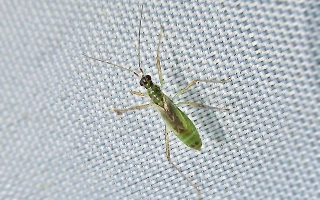 Her ses et billede af arten Skovgaltetandtæge (Dicyphus pallidus). Fotoet er taget af Bj.schoenmakers og hentet fra Wikimedia Commons (CC0).