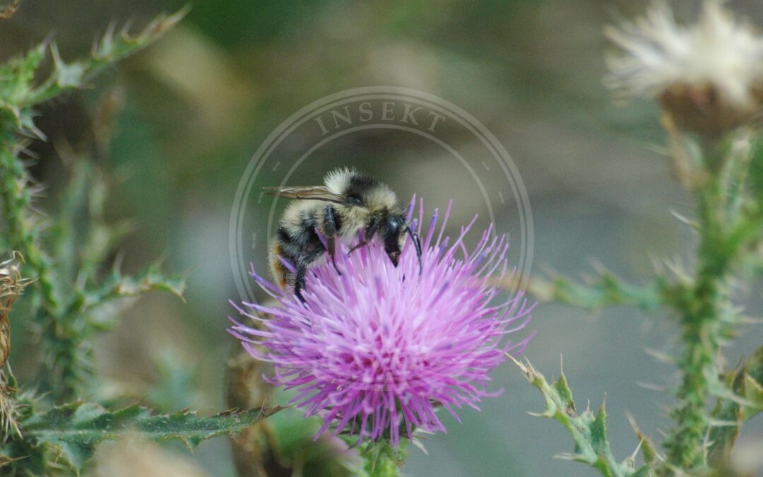 Her ses et billede af arten Skovhumle (Bombus sylvarum). Fotoet er taget af Vera Buhl og hentet fra Wikimedia Commons (CC BY-SA 3.0).