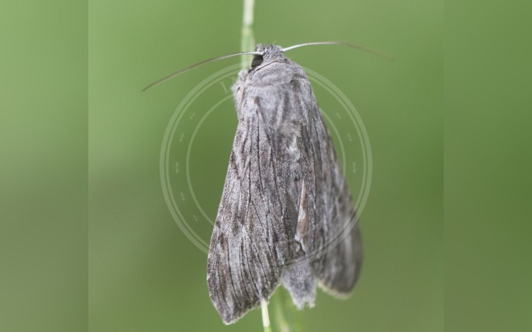 Her ses et billede af arten Skovsalathætteugle (Cucullia lactucae). Fotoet er taget af Slimguy og hentet fra Wikimedia Commons (CC BY-SA 4.0).