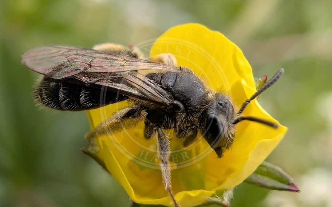 Skovsmåjordbi – Andrena subopaca