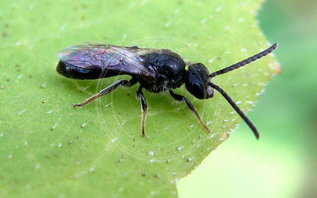 Skovsmalbi – Lasioglossum rufitarse
