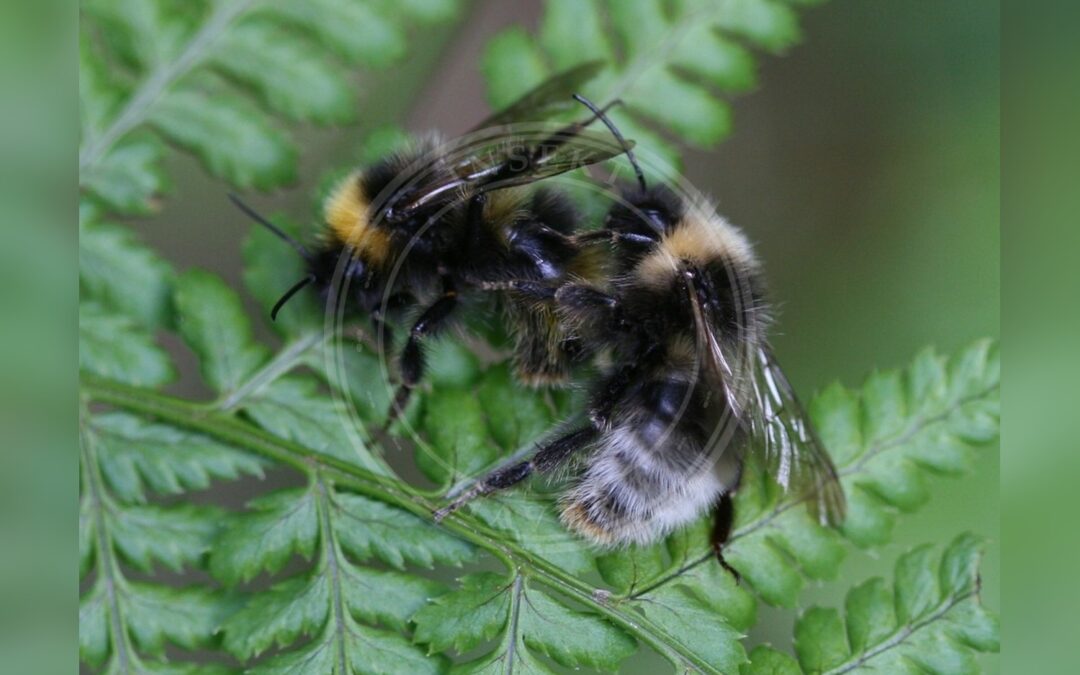 Her ses et billede af arten Skovsnyltehumle (Bombus sylvestris). Fotoet er taget af Sandy Rae og hentet fra iNaturalist (CC BY).