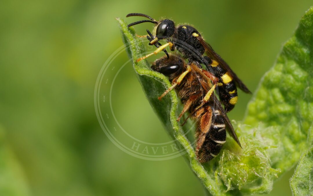 Skovvejbi – Halictus rubicundus