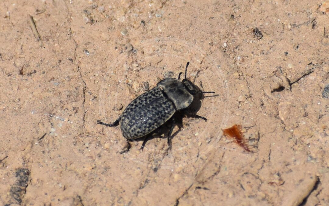 Her ses et billede af arten Skræntskyggebille (Opatrum sabulosum). Fotoet er taget af Tylwyth Eldar og hentet fra Wikimedia Commons (CC BY-SA 4.0).