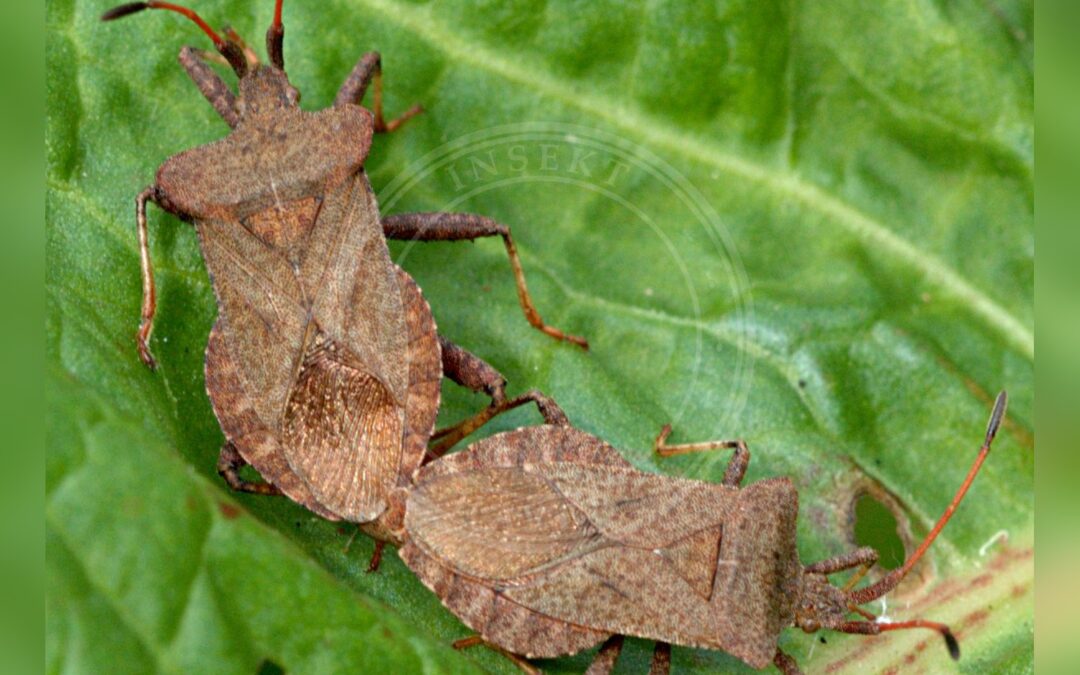 Her ses et billede af arten Skræppetæge (Coreus marginatus). Fotoet er taget af Gary Houston og hentet fra Wikimedia Commons (CC0).