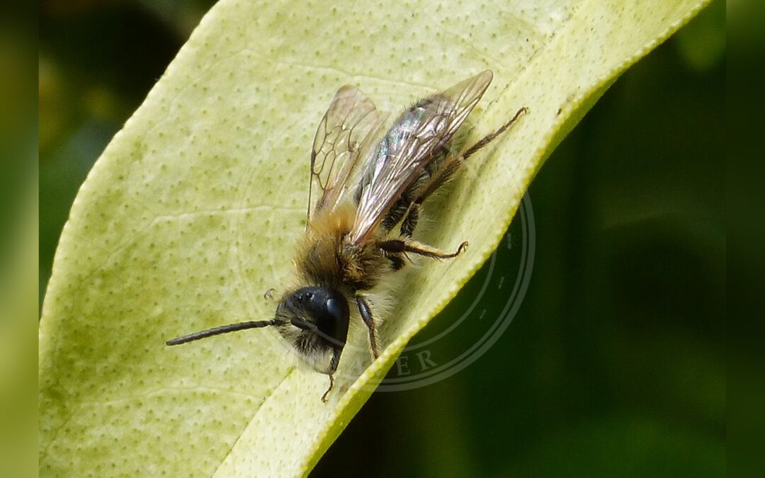 Slåenjordbi – Andrena varians