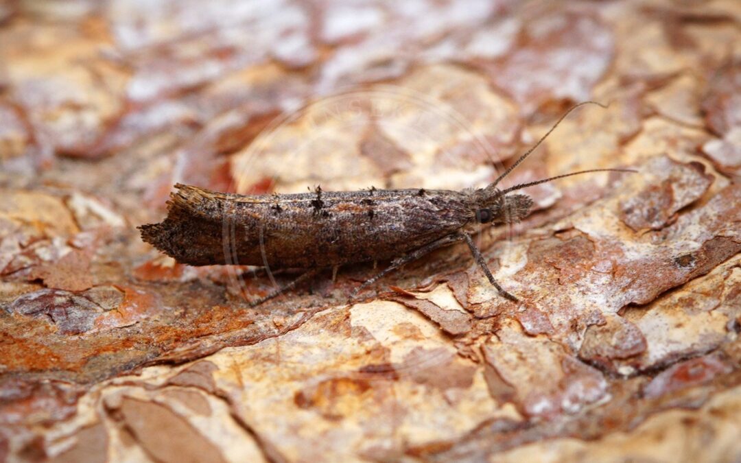 Her ses et billede af arten Slåenmøl (Ypsolopha horridella). Fotoet er taget af Ben Sale og hentet fra Wikimedia Commons (CC BY 2.0).