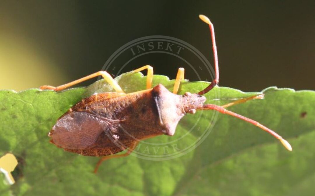 Her ses et billede af arten Slåenrandtæge (Gonocerus acuteangulatus). Fotoet er taget af Slimguy og hentet fra Wikimedia Commons (CC BY-SA 4.0).