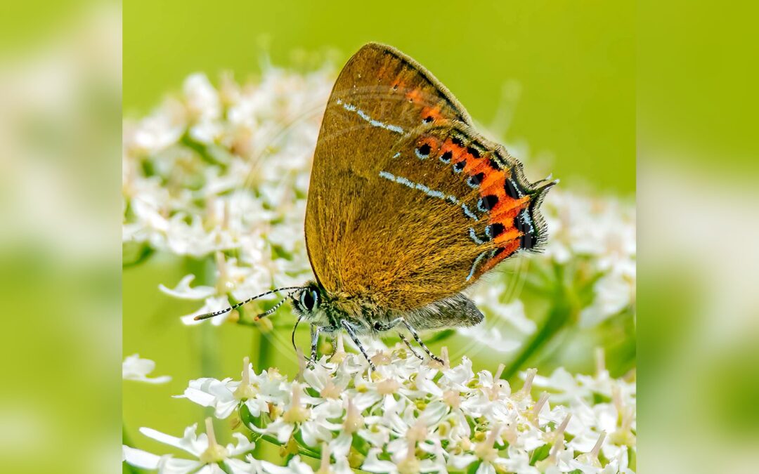 Her ses et billede af arten Slåensommerfugl (Satyrium pruni). Fotoet er taget af peterichman og hentet fra Wikimedia Commons (CC BY-SA 2.0).