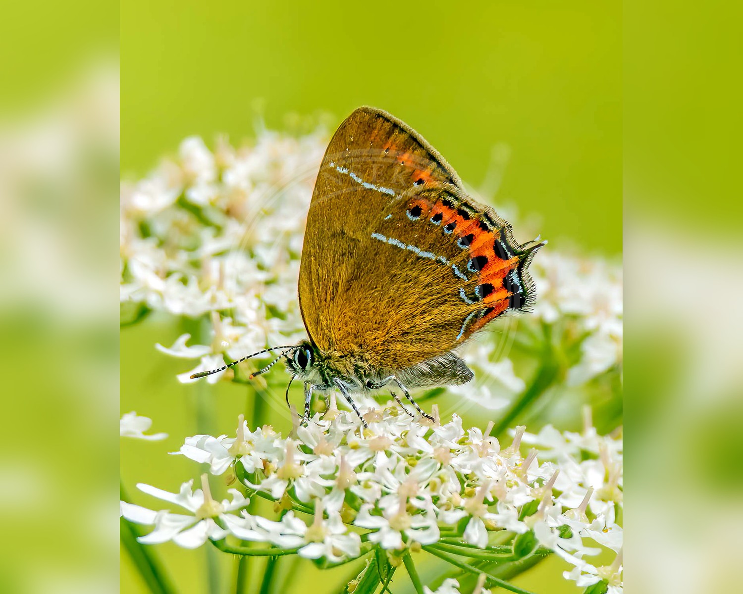 Her ses et billede af arten Slåensommerfugl (Satyrium pruni). Fotoet er taget af peterichman og hentet fra Wikimedia Commons (CC BY-SA 2.0).