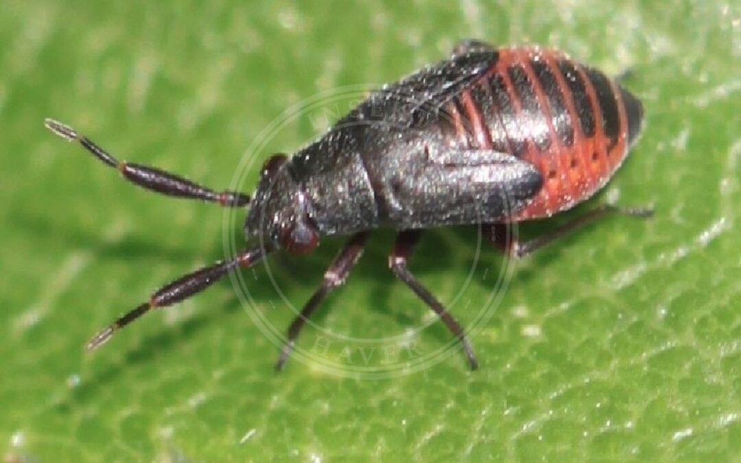 Her ses et billede af arten Slåentæge (Heterocordylus tumidicornis). Fotoet er taget af Slimguy og hentet fra Wikimedia Commons (CC BY 4.0).