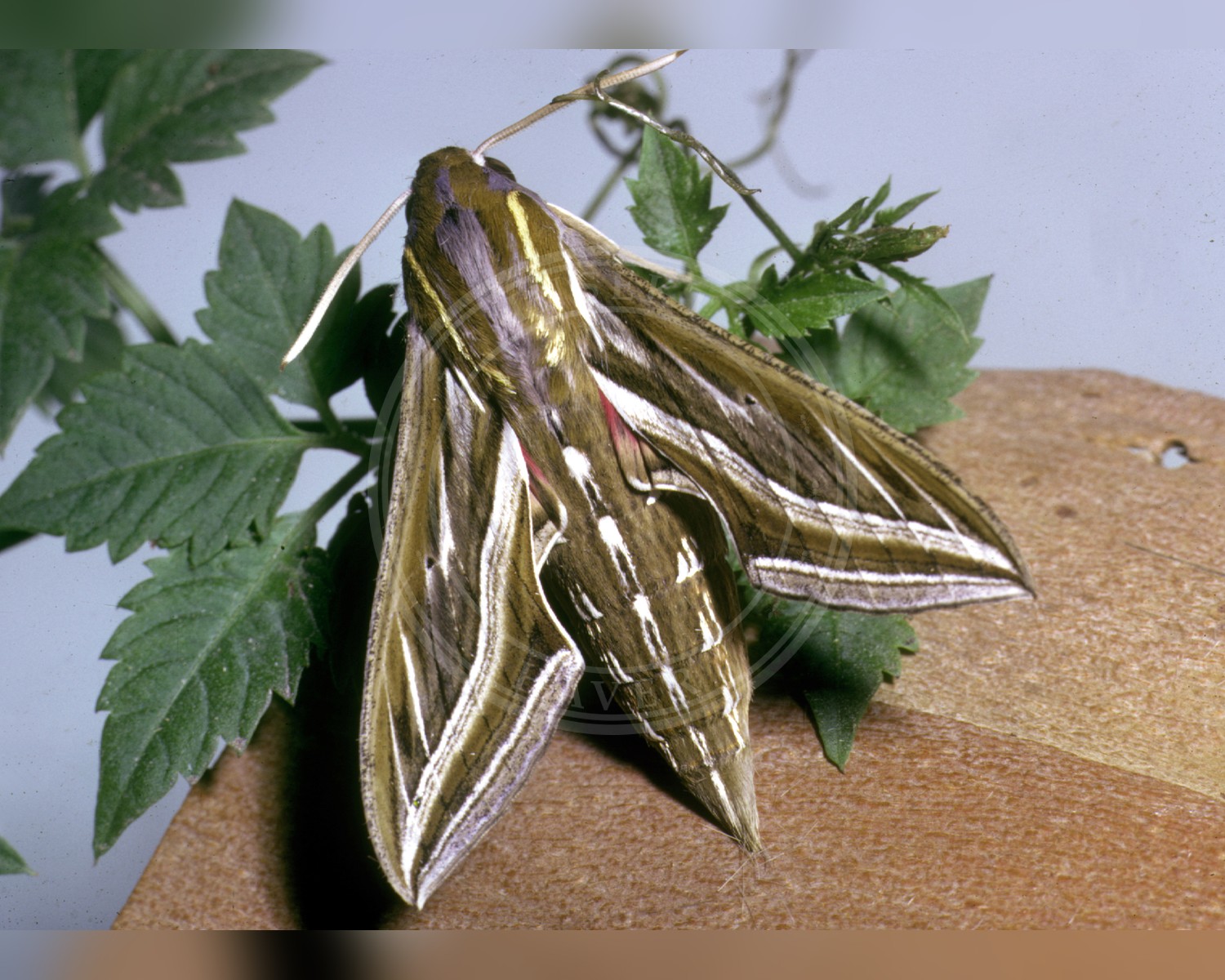 Her ses et billede af arten Slank Vinsværmer (Hippotion celerio). Fotoet er taget af Entomology, CSIRO og hentet fra Wikimedia Commons (CC BY 3.0).