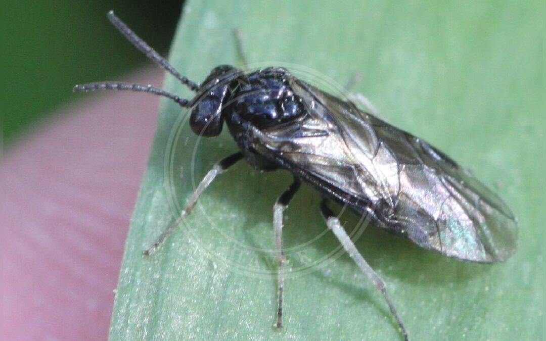 Her ses et billede af arten Slimet Rosenbladhveps (Endelomyia aethiops). Fotoet er taget af Slimguy og hentet fra Wikimedia Commons (CC BY 4.0).