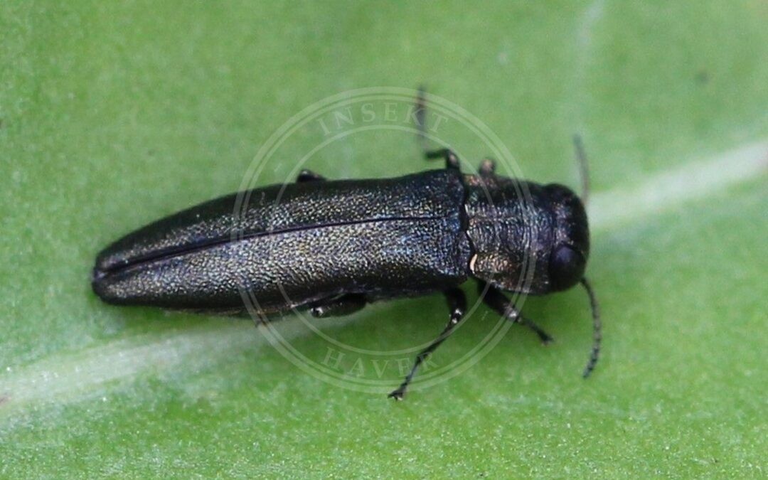 Her ses et billede af arten Smal Egepragtbille (Agrilus angustulus). Fotoet er taget af AfroBrazilian og hentet fra Wikimedia Commons (CC BY-SA 4.0).