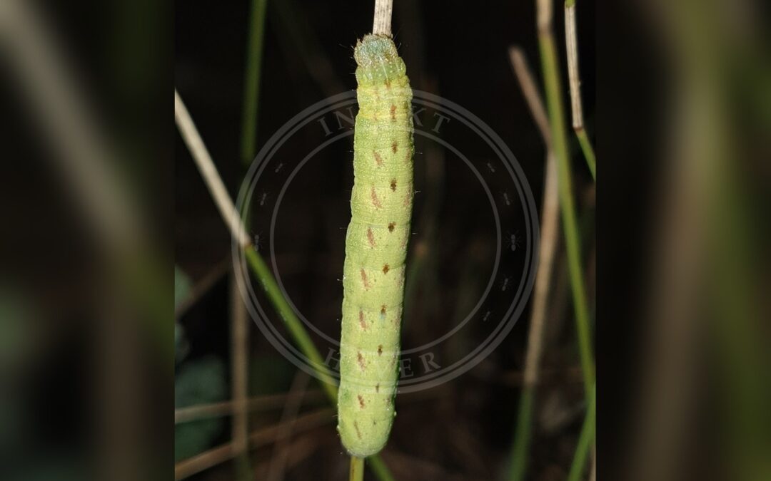 Her ses et billede af en larve af arten Smalvinget Grønsagsugle (Lacanobia contigua). Fotoet er taget af Antoine Thivolle og hentet fra iNaturalist (CC BY).
