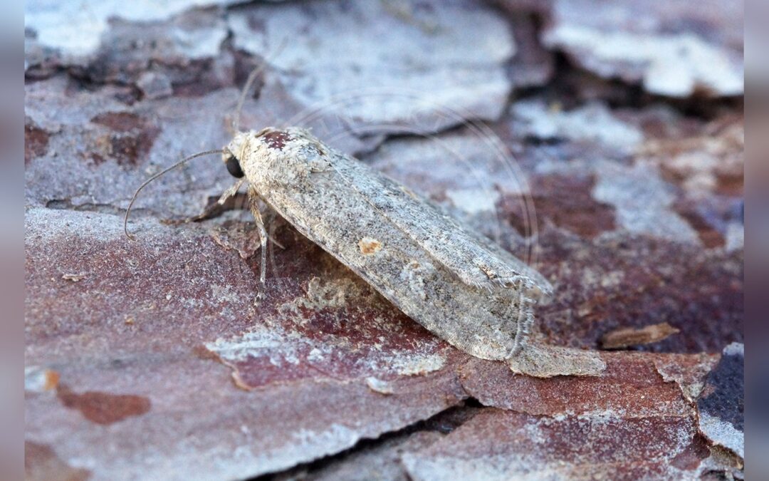 Her ses et billede af arten Smalvinget Ugle (Spodoptera exigua). Fotoet er taget af Ben Sale og hentet fra Wikimedia Commons (CC BY 2.0).