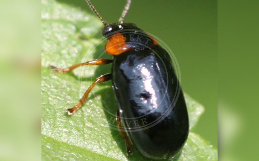 Her ses et billede af arten Smaragdina aurita. Fotoet er taget af Slimguy og hentet fra Wikimedia Commons (CC BY 4.0).