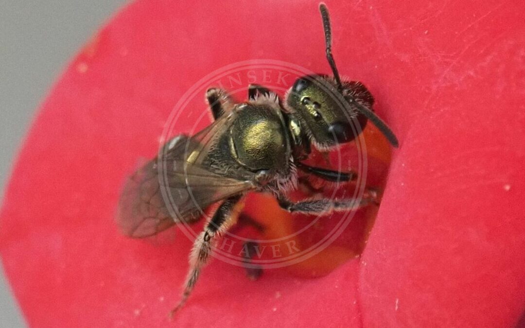 Smaragdsmalbi – Lasioglossum nitidulum