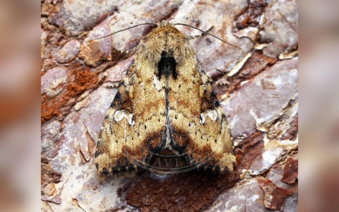 Her ses et billede af arten Sneppe-Stængelugle (Apamea scolopacina). Fotoet er taget af Ben Sale og hentet fra Wikimedia Commons (CC BY 2.0).