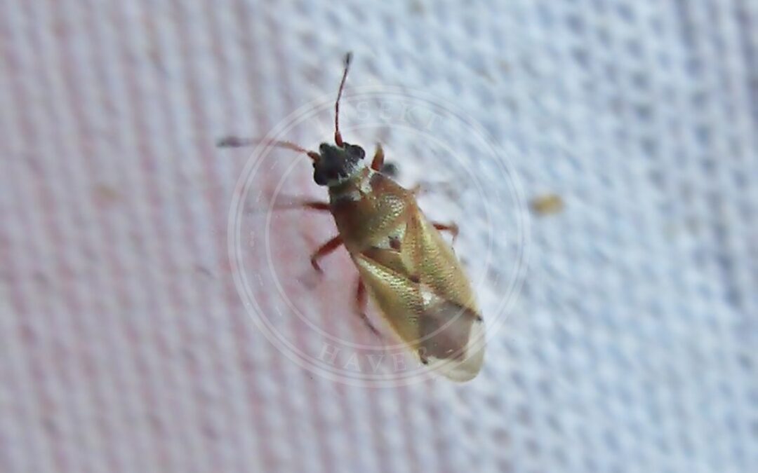 Her ses et billede af arten Søfrøtæge (Cymus melanocephalus). Fotoet er taget af Bj.schoenmakers og hentet fra Wikimedia Commons (CC0).