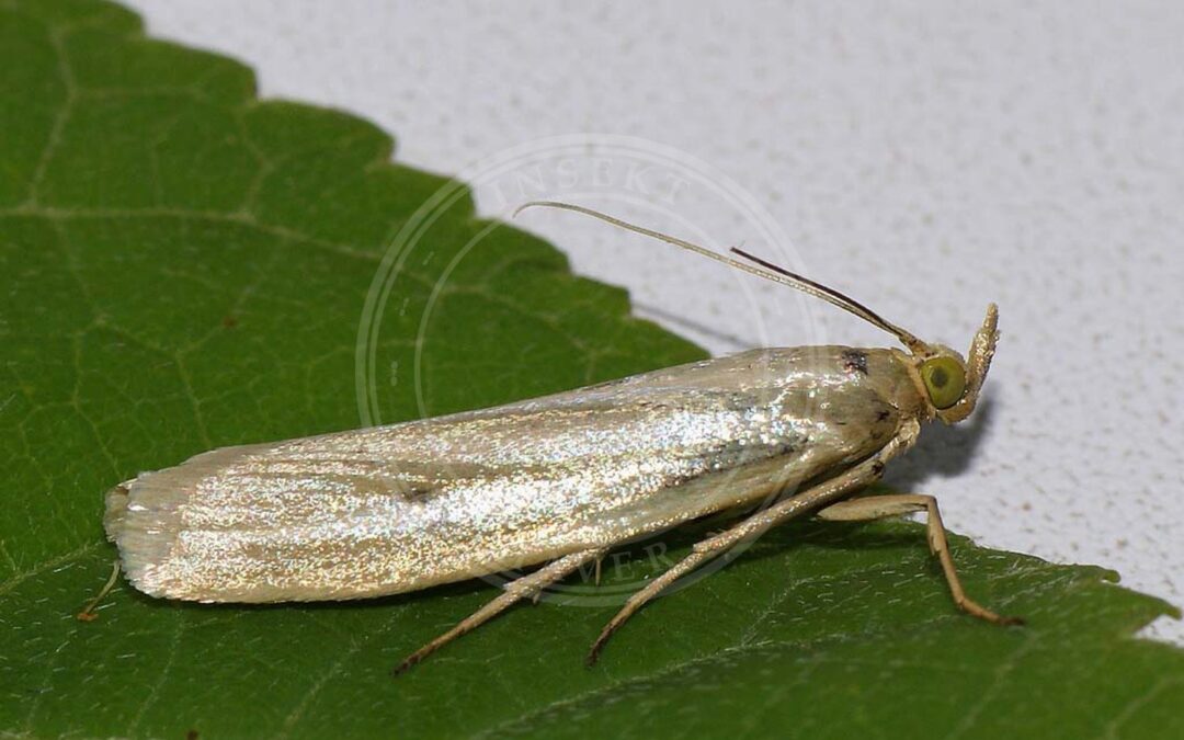 Her ses et billede af arten Sølvglanshalvmøl (Selagia argyrella). Fotoet er taget af Ilia Ustyantsev og hentet fra Wikimedia Commons (CC BY-SA 2.0).