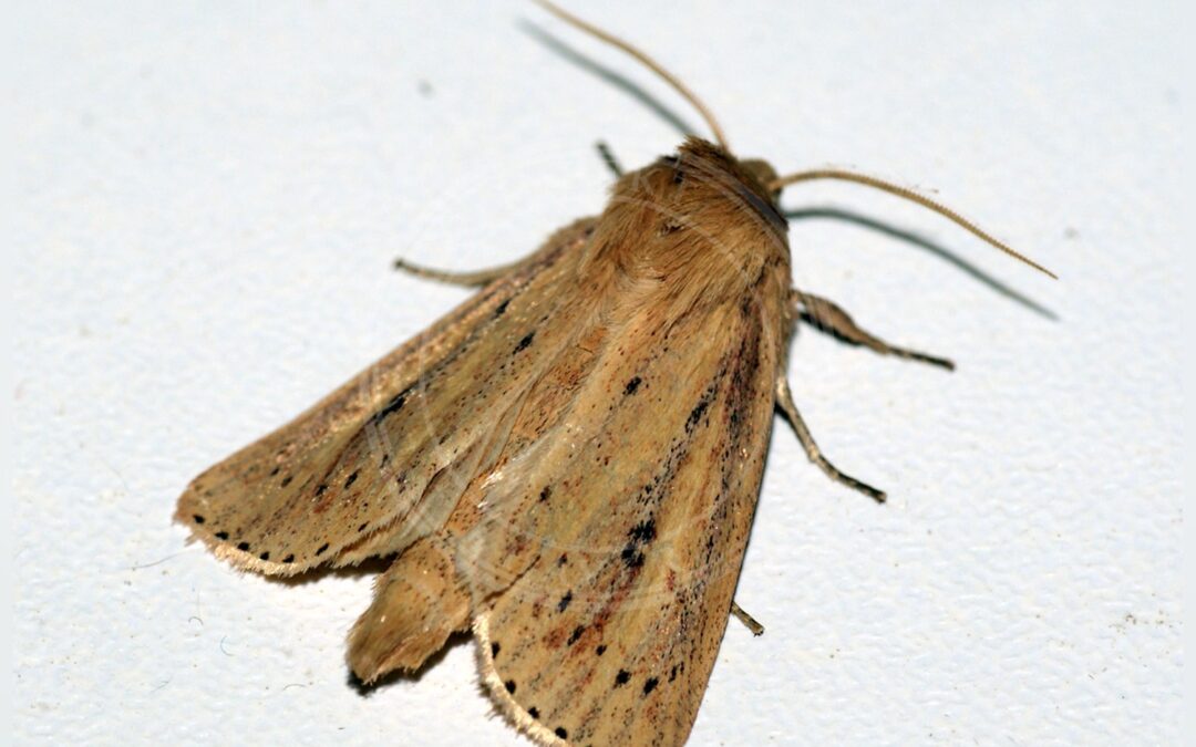 Her ses et billede af arten Sømprikket Stængelborer (Globia sparganii). Fotoet er taget af Ben Sale og hentet fra Wikimedia Commons (CC BY 2.0).