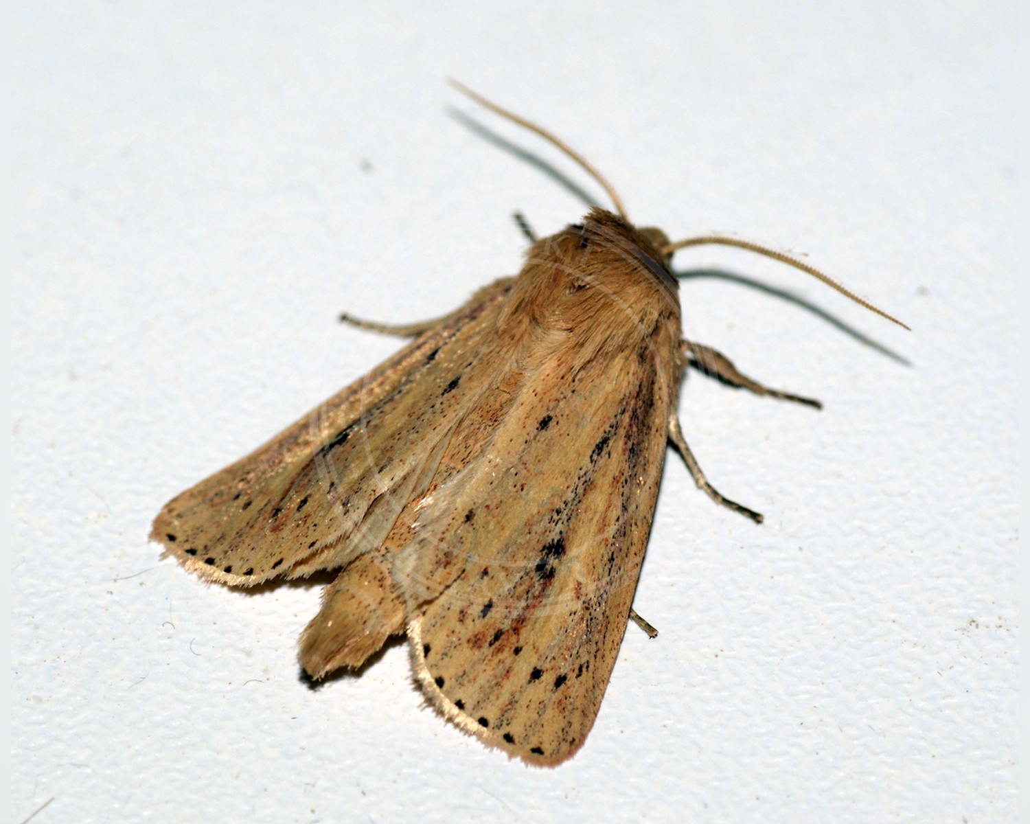 Her ses et billede af arten Sømprikket Stængelborer (Globia sparganii). Fotoet er taget af Ben Sale og hentet fra Wikimedia Commons (CC BY 2.0).
