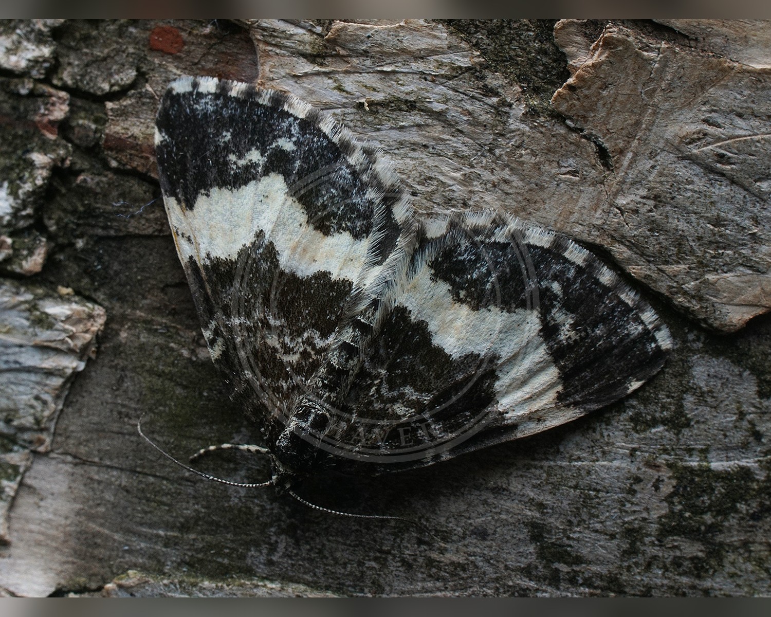 Her ses et billede af arten Sørgemåler (Spargania luctuata). Fotoet er taget af Ilia Ustyantsev og hentet fra Wikimedia Commons (CC BY-SA 2.0).
