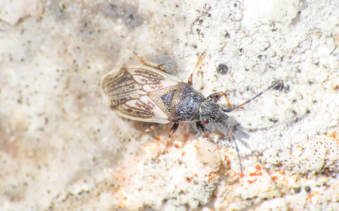 Her ses et billede af arten Soløjefrøtæge (Macroplax preyssleri). Fotoet er taget af Emanuele Santarelli og hentet fra Wikimedia Commons (CC BY-SA 4.0).