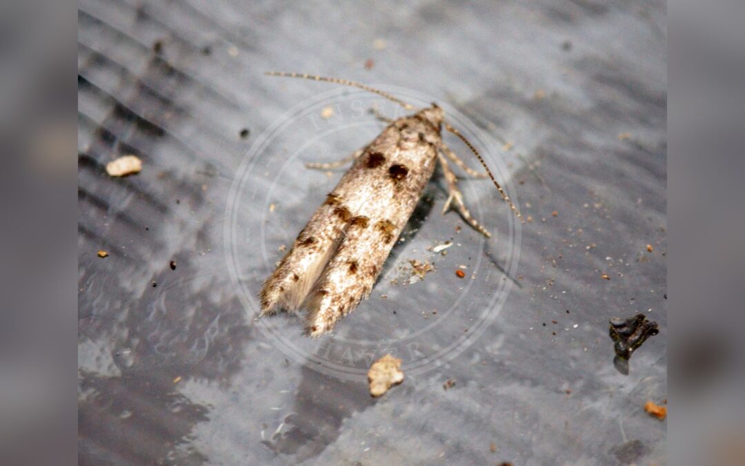 Her ses et billede af arten Sorhagenia rhamniella. Fotoet er taget af Ben Sale og hentet fra Wikimedia Commons (CC BY 2.0).