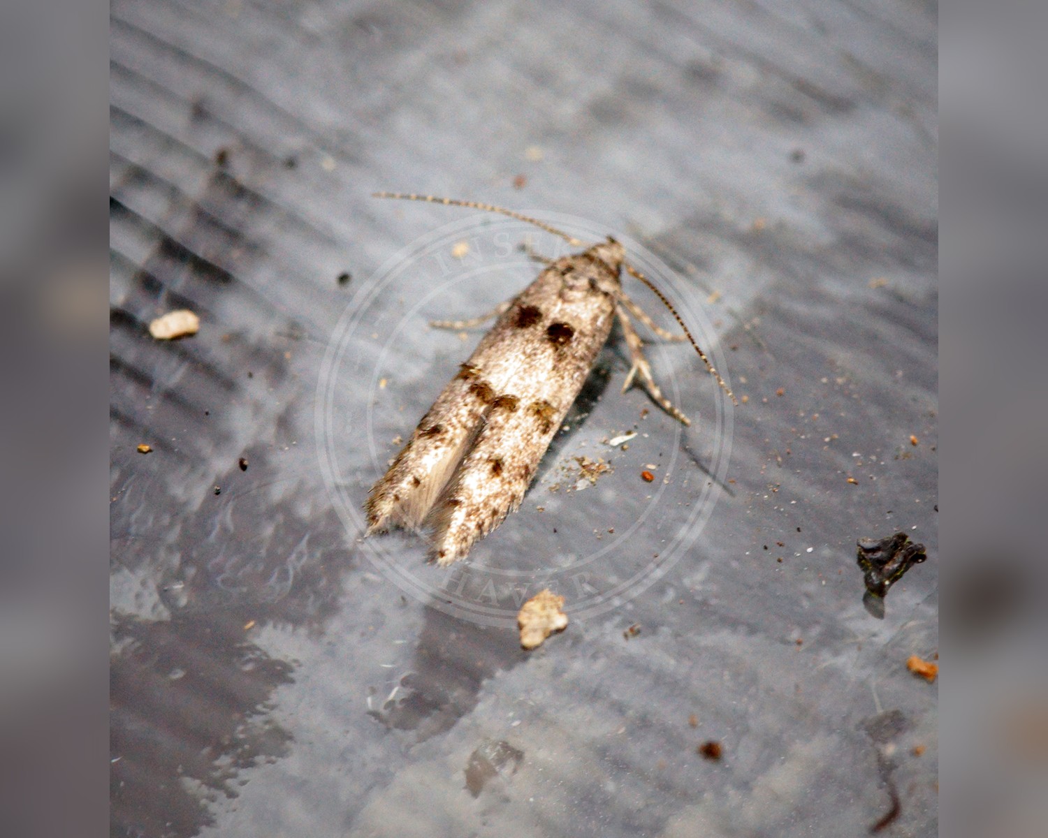 Her ses et billede af arten Sorhagenia rhamniella. Fotoet er taget af Ben Sale og hentet fra Wikimedia Commons (CC BY 2.0).