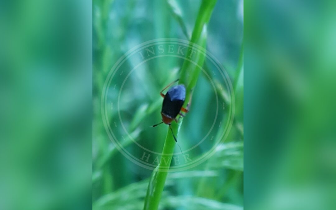 Her ses et billede af arten Sort Blomstertæge (Capsus ater). Fotoet er taget af trufniets og hentet fra iNaturalist (CC BY).