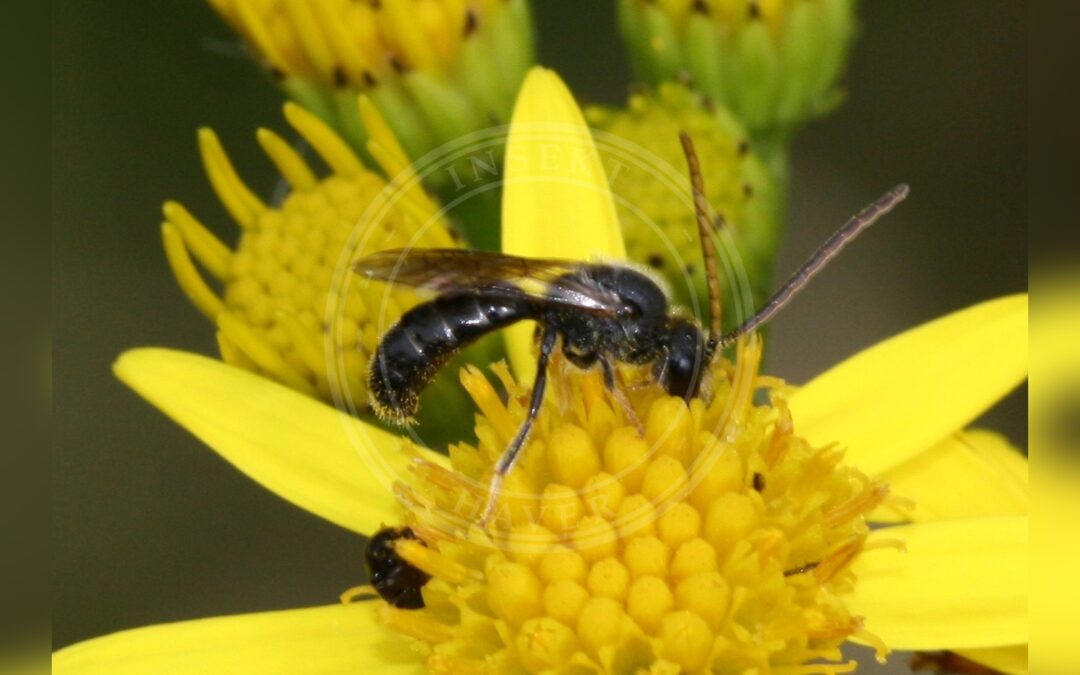 Sort Smalbi – Lasioglossum fratellum