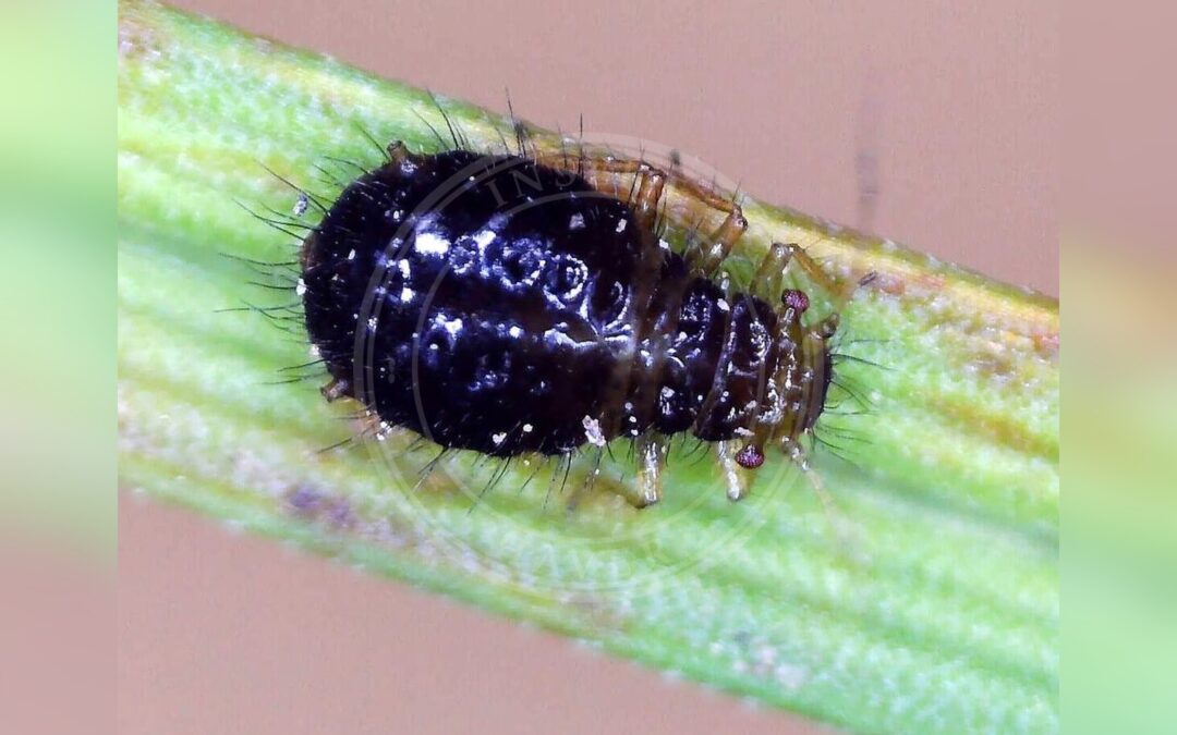 Her ses et billede af arten Sort Starbladlus (Caricosipha paniculatae). Fotoet er taget af Barry Walter og hentet fra iNaturalist (CC BY).