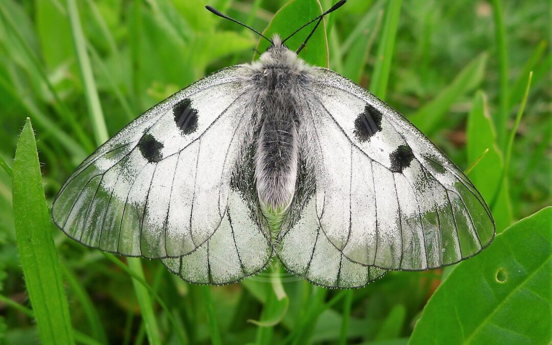 Mnemosyne – Parnassius mnemosyne