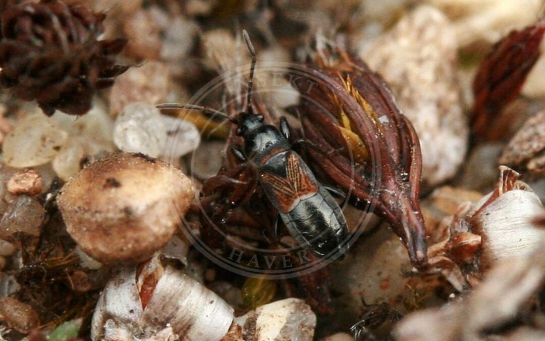 Her ses et billede af arten Sortbenet Frøtæge (Macrodema microptera). Fotoet er taget af Kleine Halle og hentet fra Wikimedia Commons (CC0).