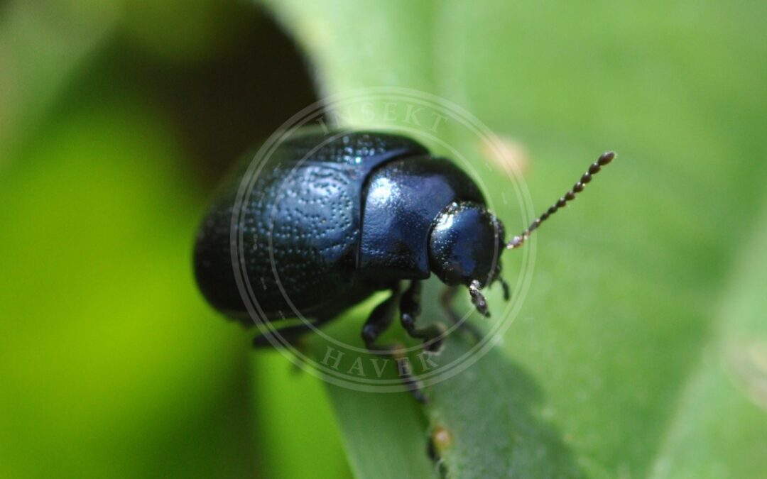 Her ses et billede af arten Sortblå Guldbille (Chrysolina haemoptera). Fotoet er taget af Aiwok og hentet fra Wikimedia Commons (CC BY-SA 3.0).