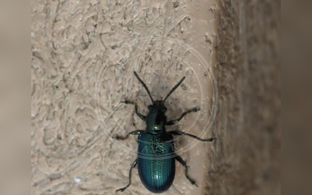 Her ses et billede af arten Sortblå Kornbladbille (Oulema gallaeciana). Fotoet er taget af NobbiP og hentet fra Wikimedia Commons (CC BY-SA 3.0).