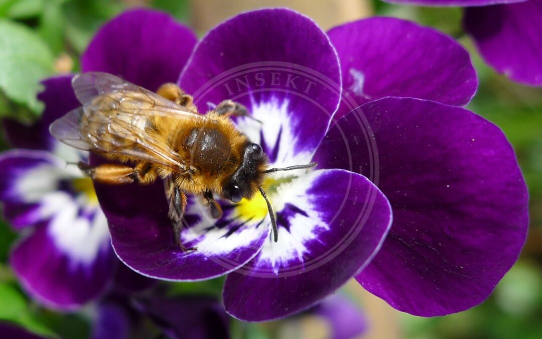 Her ses et billede af arten Sortbrun Jordbi (Andrena nigroaenea). Fotoet er taget af gailhampshire from Cradley, Malvern, U.K og hentet fra Wikimedia Commons (CC BY 2.0).