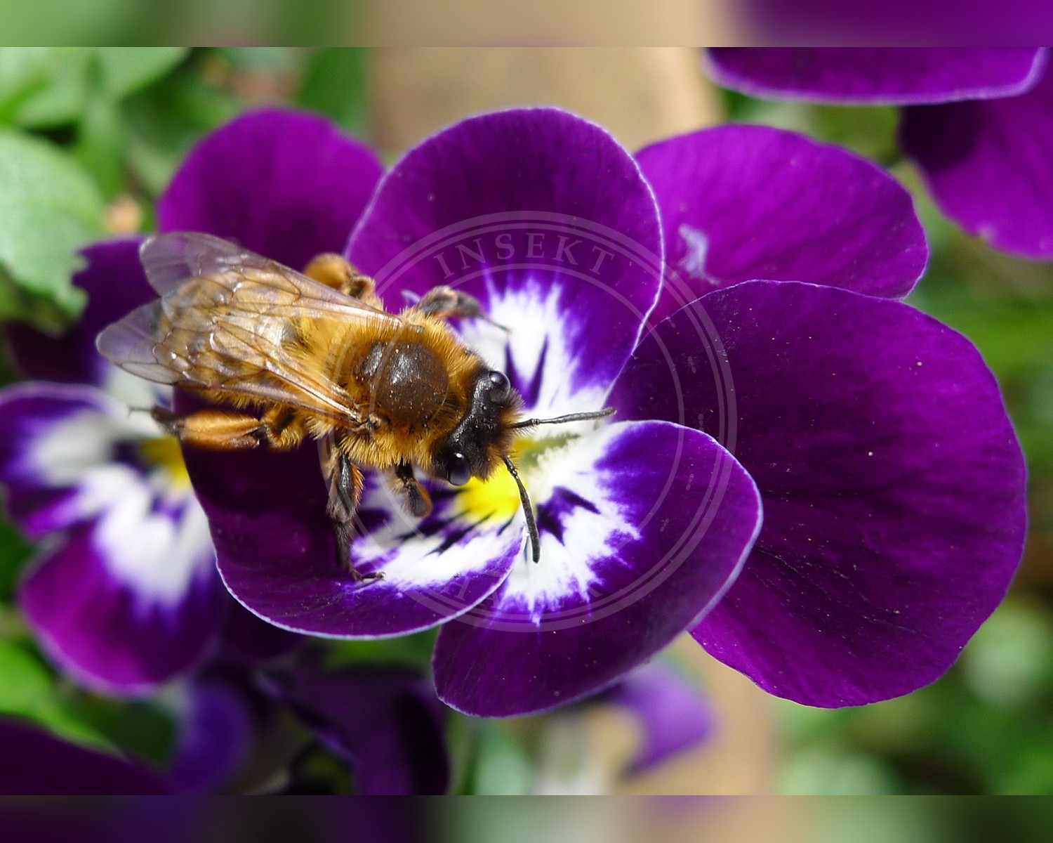 Her ses et billede af arten Sortbrun Jordbi (Andrena nigroaenea). Fotoet er taget af gailhampshire from Cradley, Malvern, U.K og hentet fra Wikimedia Commons (CC BY 2.0).