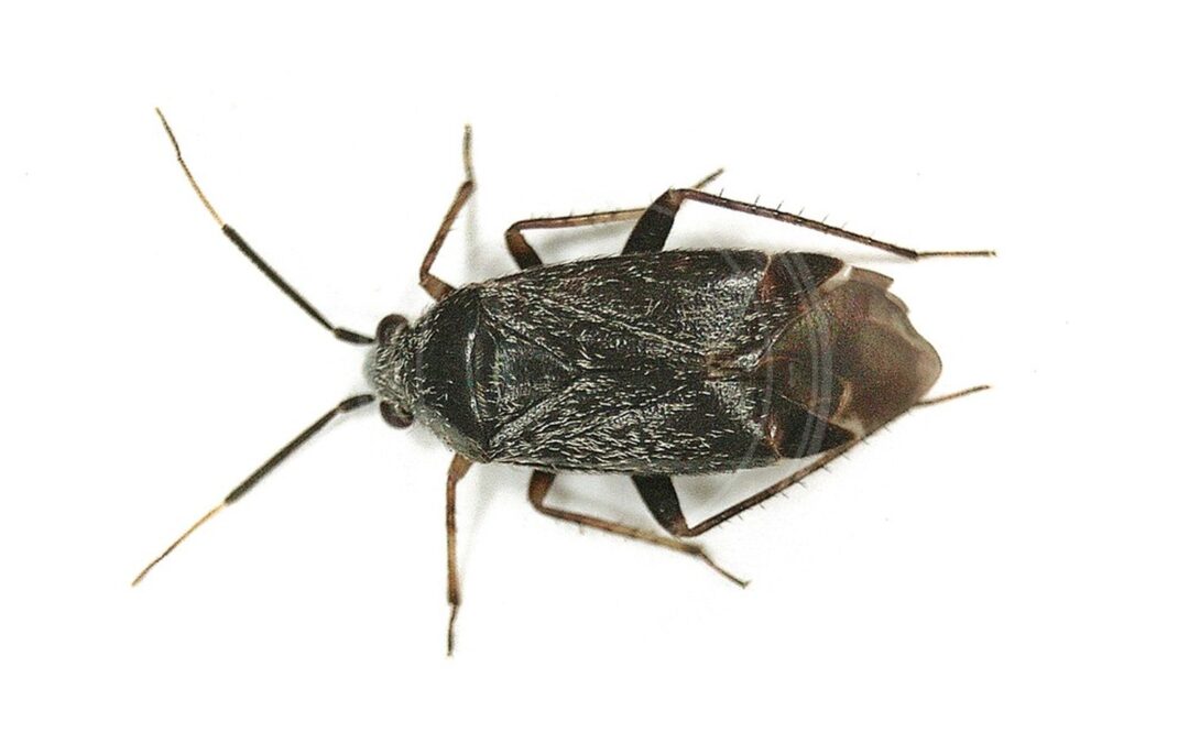 Her ses et billede af arten Sortbrun Løvtrætæge (Psallus ambiguus). Fotoet er taget af B. Schoenmakers (Waarneming.nl) og hentet fra Wikimedia Commons (CC BY 3.0).