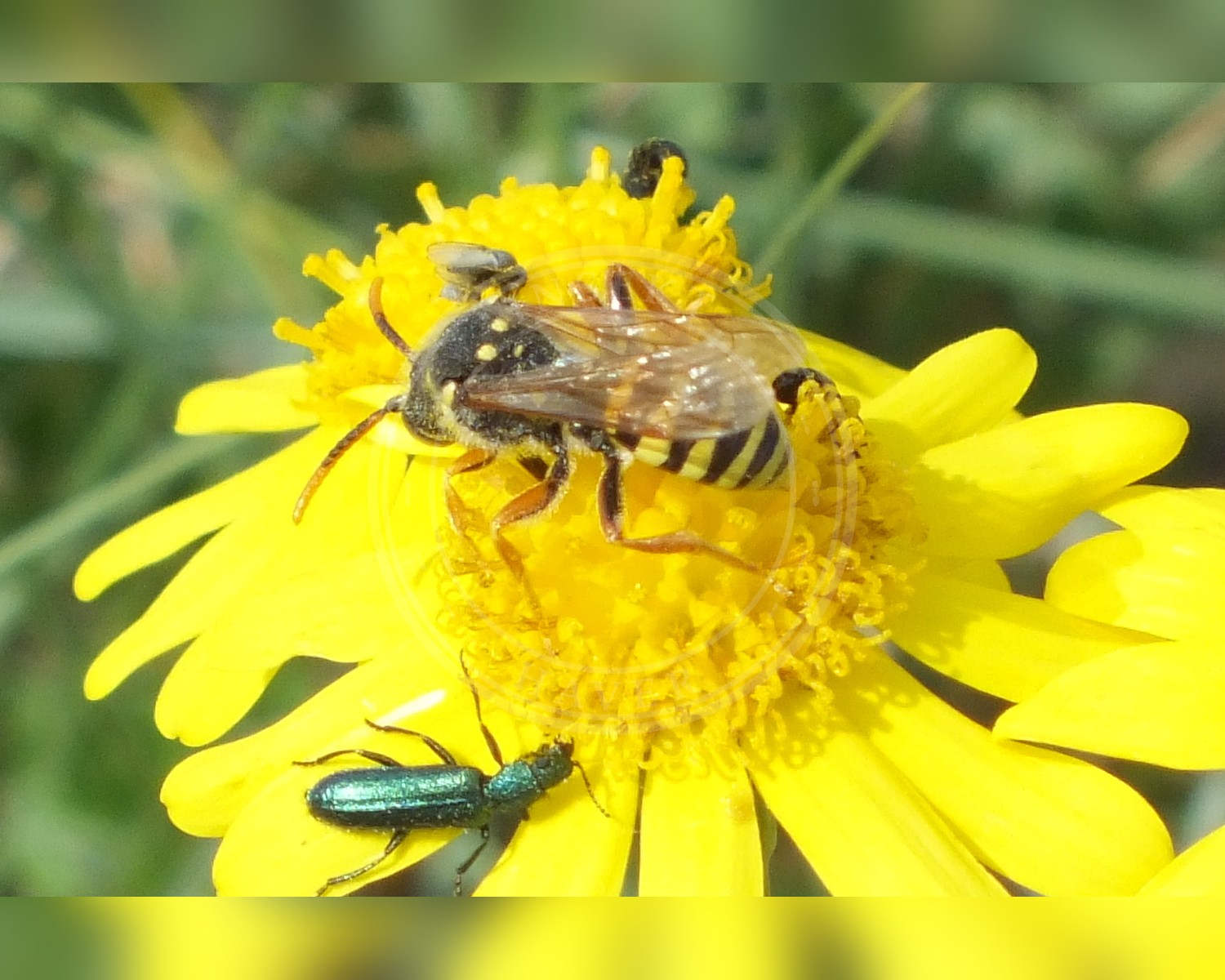 Her ses et billede af arten Sortgul Hvepsebi (Nomada goodeniana). Fotoet er taget af Peter Pearson og hentet fra Wikimedia Commons (CC BY-SA 2.0).