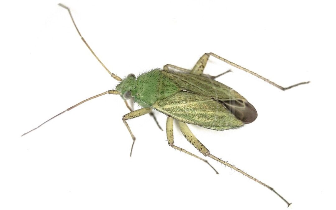 Her ses et billede af arten Sorthåret Blomstertæge (Oncotylus punctipes). Fotoet er taget af B. Schoenmakers (Waarneming.nl) og hentet fra Wikimedia Commons (CC BY 3.0).