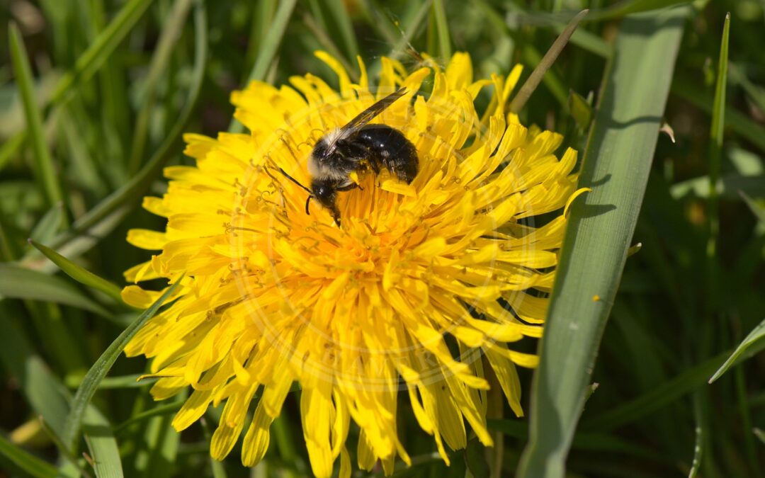 Her ses et billede af arten Sorthvid Jordbi (Andrena cineraria). Fotoet er taget af Flocci Nivis og hentet fra Wikimedia Commons (CC BY 4.0).