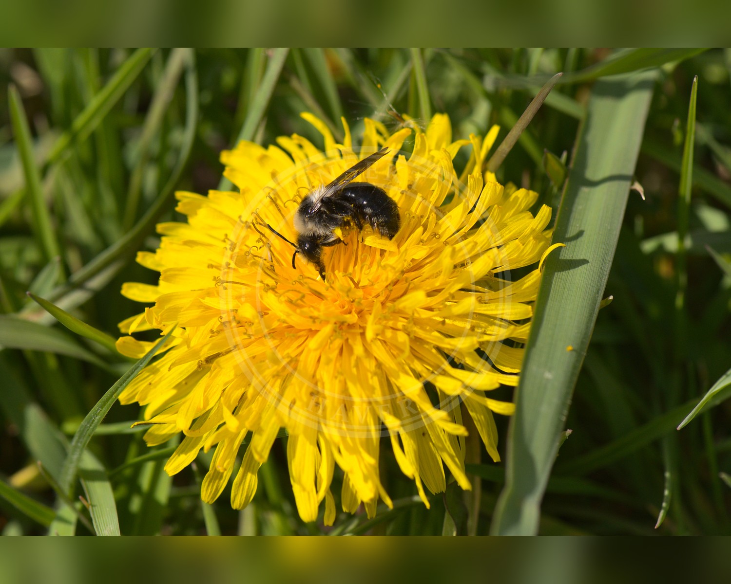 Her ses et billede af arten Sorthvid Jordbi (Andrena cineraria). Fotoet er taget af Flocci Nivis og hentet fra Wikimedia Commons (CC BY 4.0).